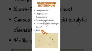 Clostridium botulinum causes botulism bacteriology clostridium bacteria microbiology medical [upl. by Miran512]