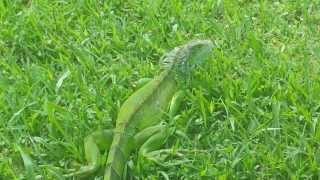 Iguana Running on Water [upl. by Shelden]