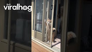 Orange Floof Confounded By Screen Door  ViralHog [upl. by Lulu]