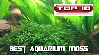 Top 10 Muschi in acquario [upl. by Nwahsiek]