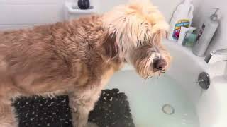 Rub a dub dub Doodle in a tub￼DogsFunnyDoodleTheDog please subscribe and check out my channel [upl. by Cassell719]