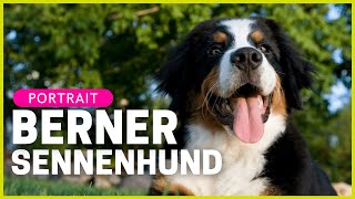 BERNER SENNENHUND  Rasseportrait  Aussehen Charakter Haltung amp mehr [upl. by Liw]