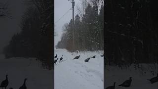 Wild Turkeys turkey funny humor birds ytshorts amazing animals [upl. by Mcdermott]