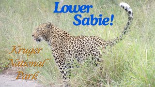 South Africa Trip 2024  Episode 5 Kruger National Park  Lower Sabie [upl. by Enilrac]