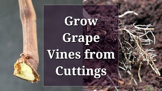 Grow Grape Vines from Cuttings Hardwood Propagation [upl. by Wang]