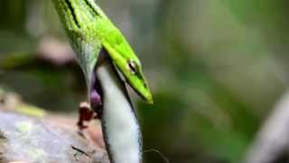 Ahaetulla prasina eating a Sphenomorphus maculatus [upl. by Maia]