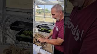 Post Harvest Cleaning Aquaponic System [upl. by Fritze]