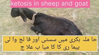 pregnancy Toxemia ketosis in sheep and goat [upl. by Ahel]