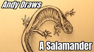 Draw A Salamander  Relaxing Drawing Video drawing sketch relaxing pencildrawing pencil artist [upl. by Ewnihc]