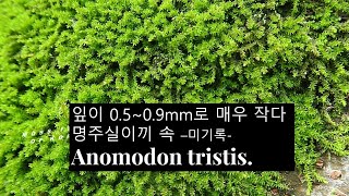 명주실이끼 속 Anomodon tristis Cesati Sullivant amp Lesquereux미기록 [upl. by Jaquenetta]