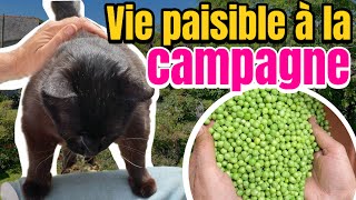 Vie à la campagne Chats potager et vie paisible Une journée à la campagne avec nos chats [upl. by Yud314]