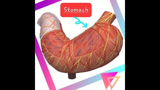 STOMACH  ANATOMY MODEL [upl. by Notnerb]