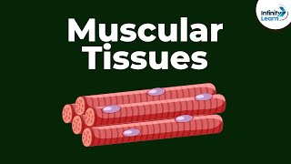 What are Muscular Tissues  Dont Memorise [upl. by Anikat]