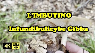 Funghi Imbutini  Infundibulicybe Gibba o Clitocybe Gibba [upl. by Vel]