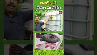 ఇంటిపై చేపల పెంపకం  fishfarmingathome fishfarming nelathalli hmtvagri [upl. by Flannery]