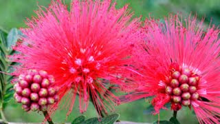 Calliandra plant ।। Powder puff grow shortvideo gardening plants [upl. by Htidirrem878]