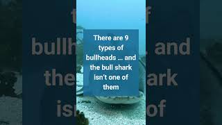 Fast Facts Bullhead Shark [upl. by Nesta]