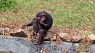 chimpanzee chillaxing [upl. by Anileda670]