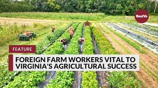 Foreign Farm Workers Vital to Virginias Agricultural Success [upl. by Ssidnac583]