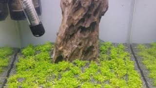 Time lapse 14 Days Hemianthus callitrichoides quotCubaquotKubanisches Perlkraut [upl. by Calondra]