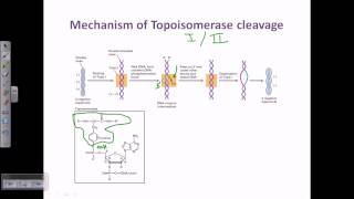 Topo cloning [upl. by Oesile354]