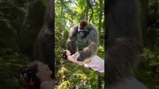 Gorilla Finds Love A Beautiful Mate monkey baboonforest babyanimals [upl. by Dahsra]