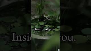 Life is the Way You See quotes sadhguru life rainsound beautifulquotes lofihiphop beats lofi [upl. by Ettenay]