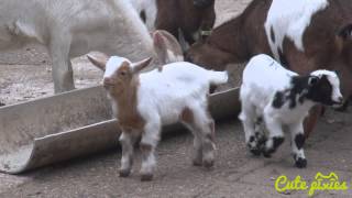 Baby goats feeding time [upl. by Nonarb]