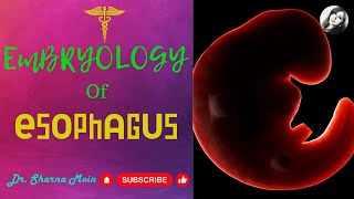 Development of Oesophagus Learn Easy [upl. by Oralia82]