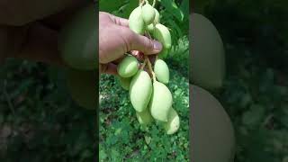 🍐🍐 shortvideo mango satisfying fruts subscribe shorts [upl. by Suoilenroc]