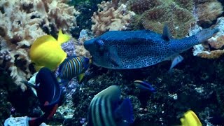 Rencontre avec les plus beaux poissons du monde [upl. by Leede]