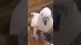 Mishas Melodies Pure Moluccan Cockatoo Sounds Screams Singing and Playtime 🦜🎶 [upl. by Bois]