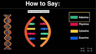 How to Say  Adenine Thymine Cytosine and Guanine [upl. by Vullo]