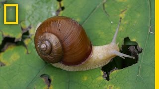 Snail Hits Predator with Its Shell  National Geographic [upl. by Senskell372]