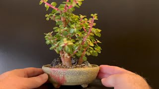 Simplifying My Colorful quotCandy Stickquot Bonsai Portulacaria Afra [upl. by Niknar573]