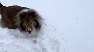 Shelties playing in the snow [upl. by Kerad954]