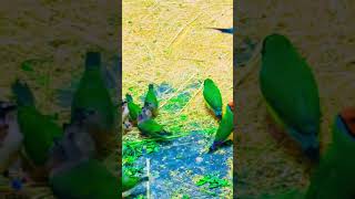 Gouldian finch colony and baby feeding foryou [upl. by Naejeillib]