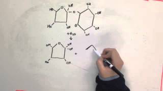 The Science of Caramelization [upl. by Azirb]