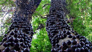 How they Harvest amp Process Tons of Jabuticaba Fruit in Brazil [upl. by Schwitzer]