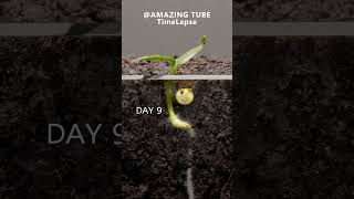 Growing Red Bell Pepper Plant  Time Lapse garden gardenflowers homegarden [upl. by Pallaton860]