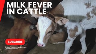 Easy way to diagnose and treat milk fever in cow [upl. by Annabel]