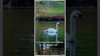 🦢✨ Magic at Dusk The Enchanted Tale of The Six Swans grimmfairytales [upl. by Webster]