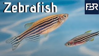 Three Human Diseases That Zebrafish Have Helped Treat 2019 [upl. by Dhar]