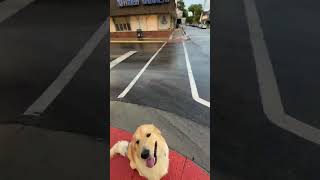 Amazing Golden Retriever Off Leash Down Town  Cincinnati Dog Trainers Off Leash K9 [upl. by Nimesh683]