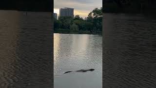 Monitor lizard swimming in Lumphini park Bangkok thailand bangkok monitorlizard [upl. by Ahsuat]