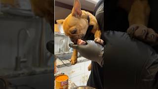 Feeding Hanky Panky the Frenchie [upl. by Rovit]