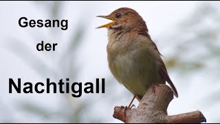 ASMR 1 Stunde Nachtigall Gesang Geräusch Singing Nightingale Sound Vogel der Nacht Nähe Dresden [upl. by Hellah]