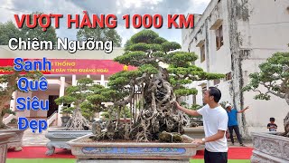 Vượt hàng 1000 Km vào Quảng Ngãi CS ĐÔI SANH CỔ RẤT QUÝ và NỔI TIẾNG của em TÀI TP Quảng Ngãi [upl. by Iew]