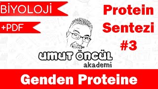 Biyoloji  AYT  Genden Proteine  Protein Sentezi 3  PDF [upl. by Dalton]