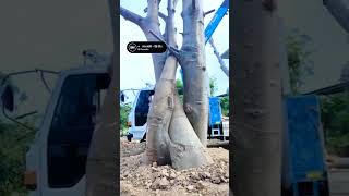 🌲 Baobab tree 🔥 Ranting tidak mudah patah  rumahminimalis bonsaitree [upl. by Lenes]